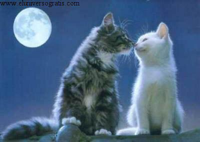 2 petits chat 